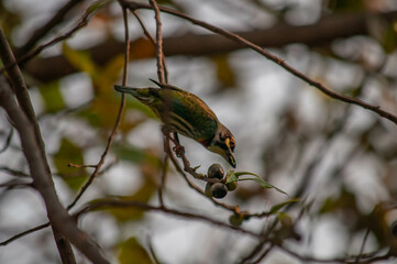 spotted woodpecker