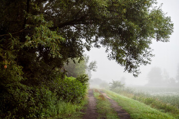 Fototapeta premium Poranne mgły, Podlasie, Polska