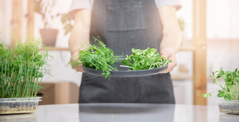 Banner fresh raw microgreen baby sprouts beans pea and sunflower on hand farmer man