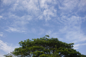 Fototapeta premium tree and sky, tree against blue sky background