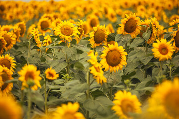 Sunflowers field. Yellow flower. Sunflower texture, background, pattern