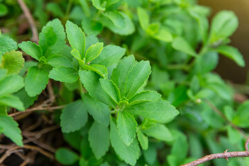 Stevia Rebaudiana Bertoni, Stevia tree, Stevia Rebaudiana, Stevia (Genus, Asteraceae, Eupatorieae) and have Stevioside (Steviol glycosides) extracted from its leaves