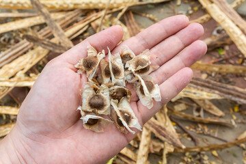 The Moringa seed on the hand with dry Moringa fruit in the background