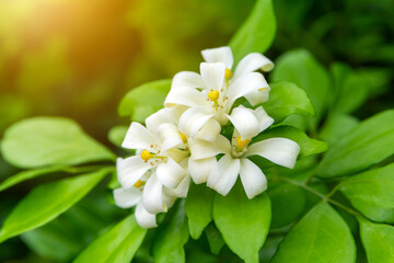 White flower of Andaman satinwood, Chanese box tree, Cosmetic bark tree, Orange jasmine, Orange jessamine, Satin wood (Murraya paniculata Jack) in the flower garden