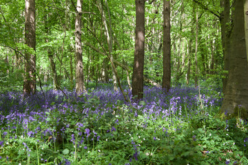 Bluebell's forest, trees in the forest in a spring day in the United Kindom, forest in spring