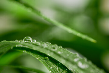 green leaves and water drops