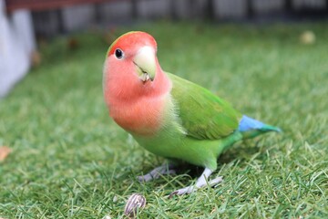 pink and green parrot