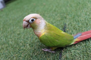 green winged macaw