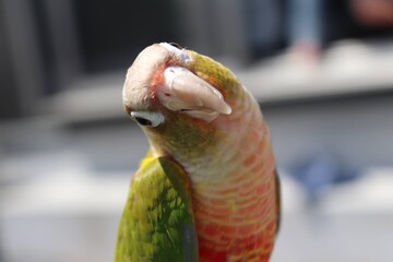 parrot on a branch