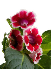 beautiful red flowers of Sinningia speciosa potted plant close up