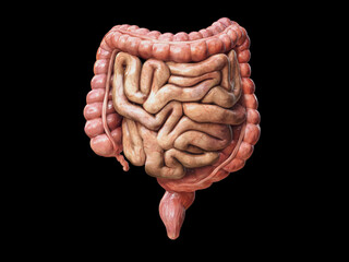 Large and small Intestine isolated on white. Human digestive system anatomy. Gastrointestinal tract. black background 3d render