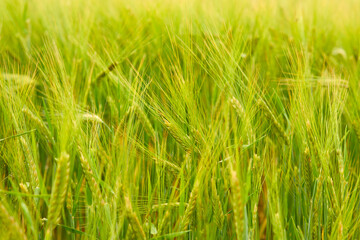green wheat field on the farm field