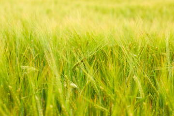 green wheat field on the farm field