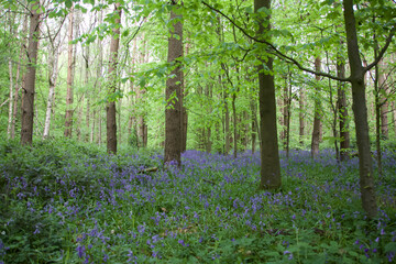 Bluebell's forest, trees in the forest in a spring day in the United Kindom, forest in spring