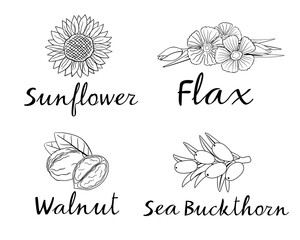 Sunflower, Flax, Walnut and Sea Buckthorn. Vector black and white drawings for packaging. Hand graphics
