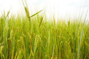 green wheat field on the farm field