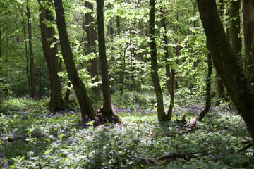young girl in a bluebell forest, bluebells, blue, bells, forest, wood, pretty, after school, spring, 