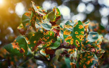 Pear tree disease, rust spot on leaves, prevention plants disease. Fruit tree infected with fungus, yellow rust. Fruit plant disease. Gymnosporangium sabinae infestation  on pear leaf