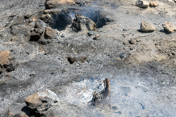 vegetation and trees after forest fire