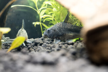 コリドラス