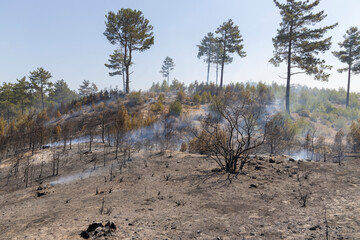 vegetation and trees after forest fire