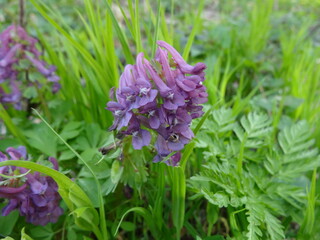 Nature, sun, birds and flowers, summer landscapes, summer, autumn, waterfall, drops on flowers, Ukrainian Carpathians, mountains, plains. hills, fire, stars, canyons, autumn photos
