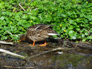 Nature, sun, birds and flowers