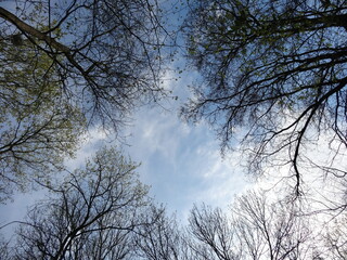 Nature, sun, birds and flowers