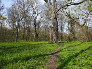 Nature, sun, birds and flowers