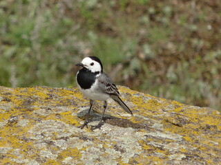 Nature, sun, birds and flowers, summer landscapes, summer, autumn, waterfall, drops on flowers, Ukrainian Carpathians, mountains, plains. hills, fire, stars, canyons, autumn photos