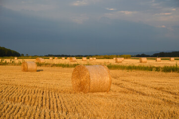 Fototapeta premium golden straw bales in sunlight in the harvested wheat field