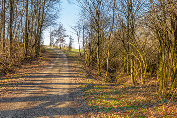 Fototapeta premium Forest track