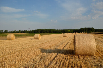 golden straw bales in sunlight in the harvested wheat field
