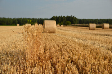 golden straw bales in sunlight in the harvested wheat field