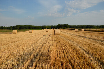 Fototapeta premium golden straw bales in sunlight in the harvested wheat field