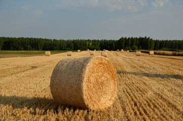 golden straw bales in sunlight in the harvested wheat field