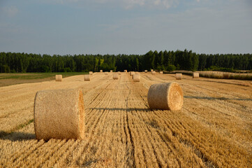 golden straw bales in sunlight in the harvested wheat field
