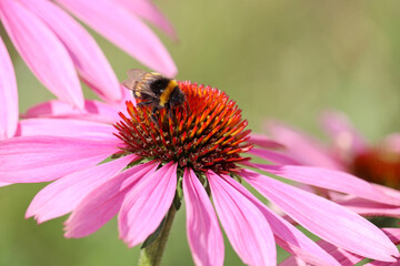 Bumble bee collects pollen from the Rudbeckia flower, macro shot. Wild nature, summer meadow