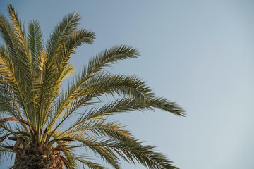 Obraz na płótnie Canvas Tropical palm tree on the background of a clear blue sky. Summer, vacation, tropics concept