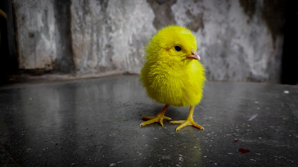 yellow coloured cute small baby chicken