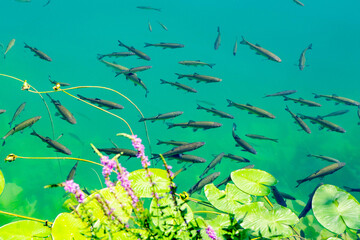 croatia-national-park-krka © JacoPoland