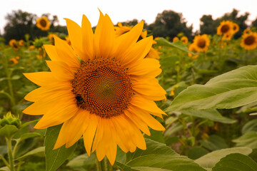 Sunflower flower on the field in backlight against the background of the sky. Bumblebee at work.