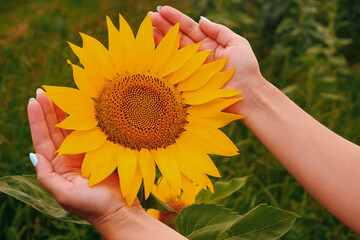 Fototapeta premium The girl touches her hands to a sunflower flower on a green field. Sunflower blooming field.