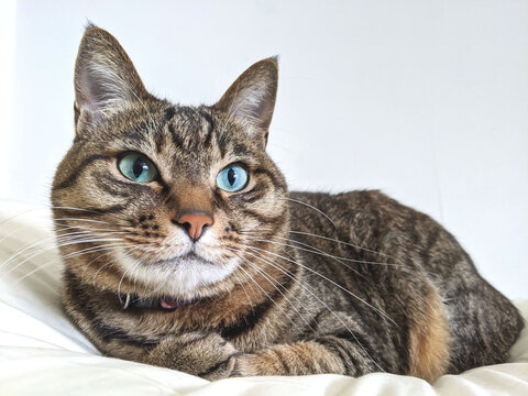 
写真素材：お布団の上で寝るネコの姿　キジトラ猫モカシリーズ