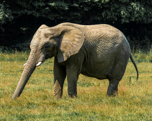 Large African Elephant grazing on a lush green savanna.