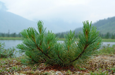 The young tree of Pinus pumila (Siberian dwarf pine, Japanese stone pine, or creeping pine) on the...