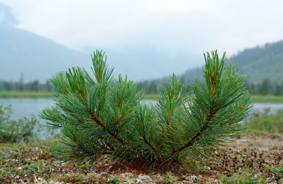 The young tree of Pinus pumila (Siberian dwarf pine, Japanese stone pine, or creeping pine) on the shore of Jack London Lake, close-up