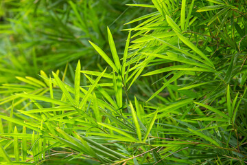 Bamboo leaves on a bamboo tree green nature background.