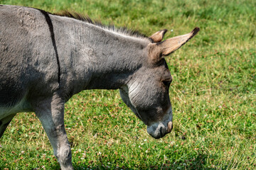 Close up of a wild Donkey grazing on a field.