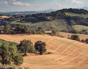 harvested wheat fields, olive groves, vineyards and woods on the hills of the Pesaro and Urbino...